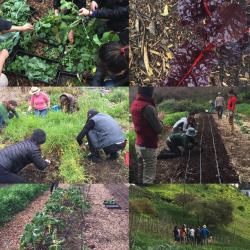 Alemany Farm collage